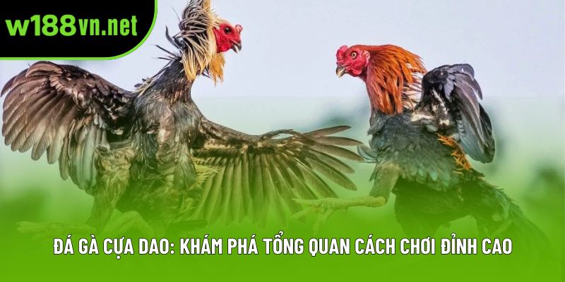 Đá Gà Cựa Dao: Khám Phá Tổng Quan Cách Chơi Đỉnh Cao