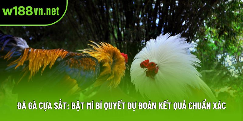 Đá Gà Cựa Sắt: Bật Mí Bí Quyết Dự Đoán Kết Quả Chuẩn Xác