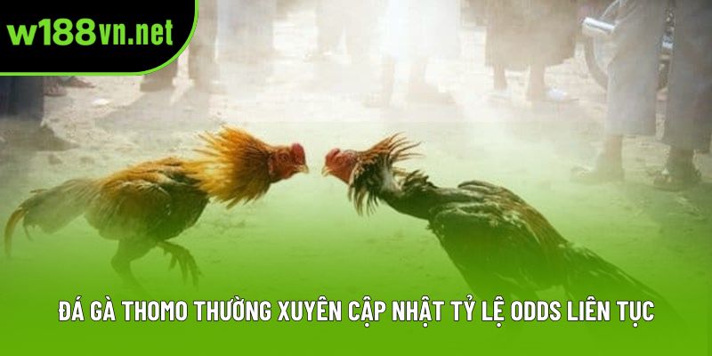 Đá gà thomo thường xuyên cập nhật tỷ lệ odds liên tục