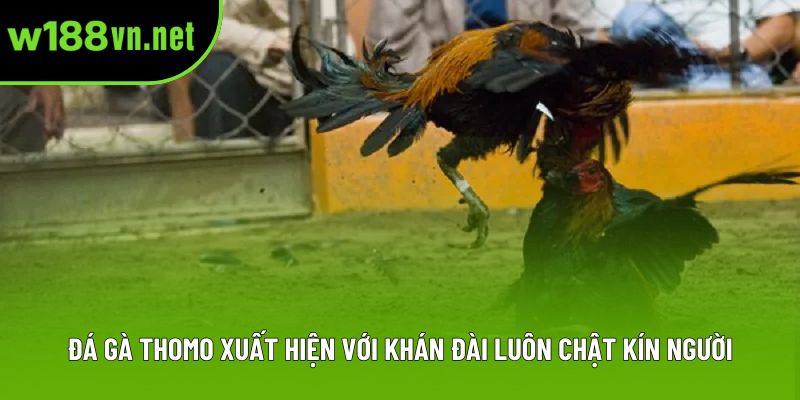 Đá gà thomo xuất hiện với khán đài luôn chật kín người