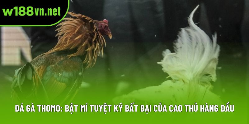 Đá Gà Thomo: Bật Mí Tuyệt Kỹ Bất Bại Của Cao Thủ Hàng Đầu